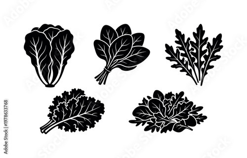 Leafy greens including romaine lettuce head, spinach leaves bunch, arugula leaves cluster, kale leaves bunch, mixed salad greens