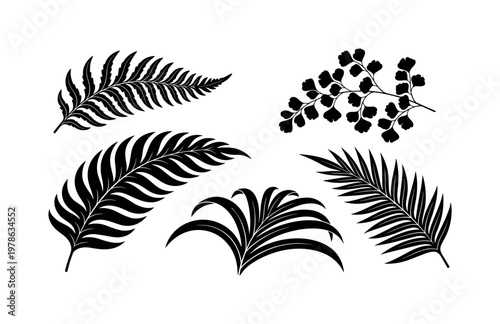 Fern leaf frond delicate feather shape, tropical fern leaf curved segmented form, maidenhair fern leaf small rounded leaflets,