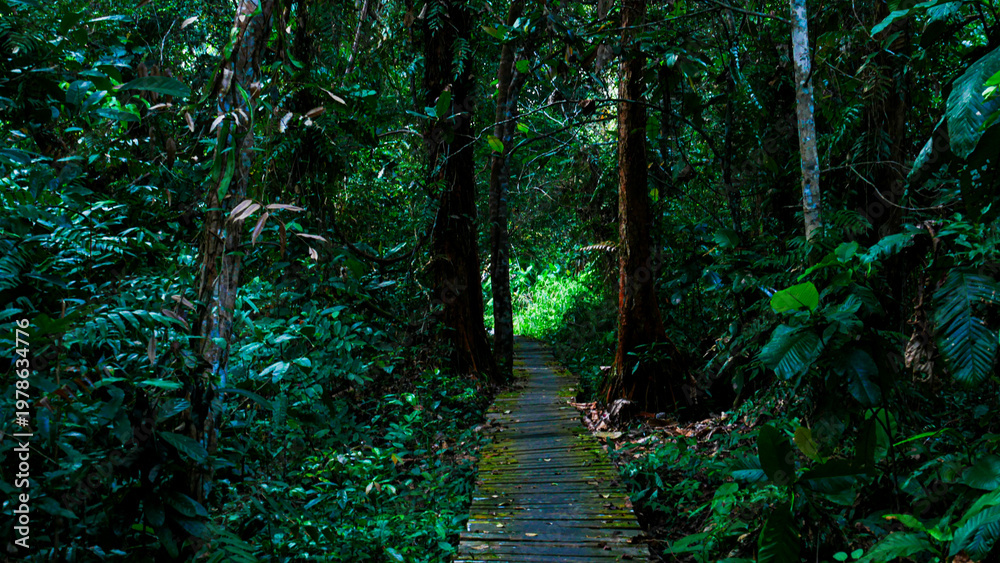 Obraz premium Tanjung Puting National Park Tropical Rainforest and River Landscape in Borneo