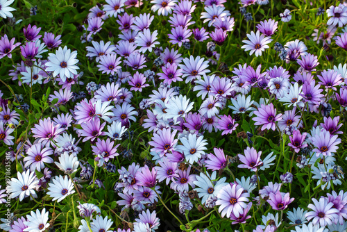 Vibrant Field of Purple and...
