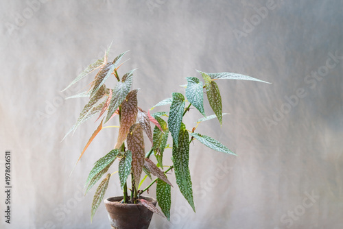 Polka Dot Begonia (Begonia Maculata) Plant on wall background.