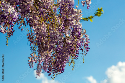 Beautiful Purple Wisteria F...