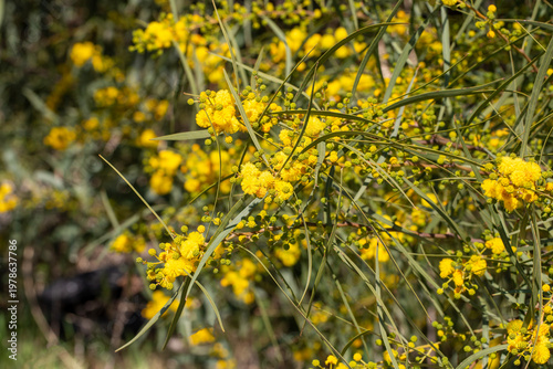 Golden Yellow Flowers of Ac...