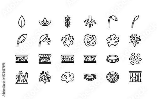 Moss and lichen anatomy with tiny leaves stems rhizoids thallus structures spores and micro plant details clean monoline outline