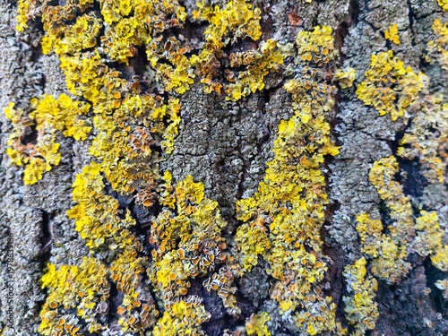 Lichen on bark