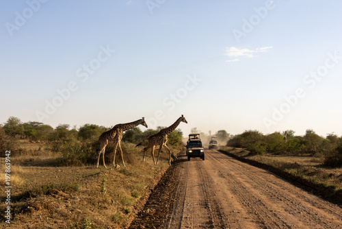 Two Masai giraffes crossing a dirt track followed by safari vehicles in Serengeti National Park Tanzania