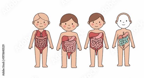 Children anatomy illustration showing internal organs and systems.