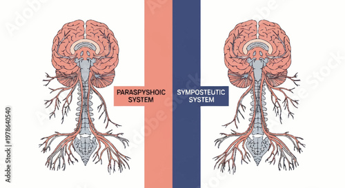 Diagram of the human nervous system with brain and spinal cord.
