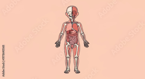 Illustration of a childs internal anatomy and skeletal system.