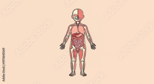 Anatomical illustration of a childs internal organs and skeletal system.