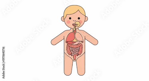 Illustration of a childs internal organs and respiratory system.