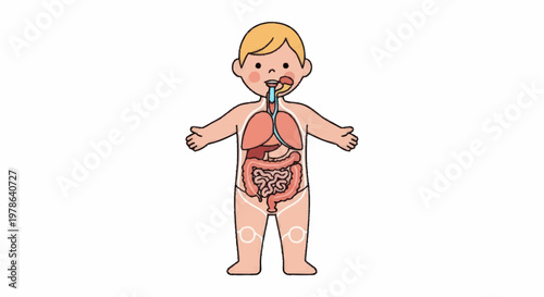 Illustration of a childs internal organs and respiratory system.