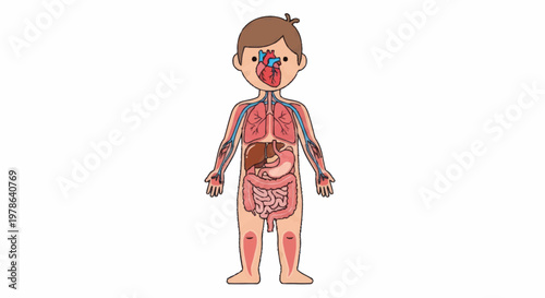 Cartoon illustration of human anatomy with internal organs visible.