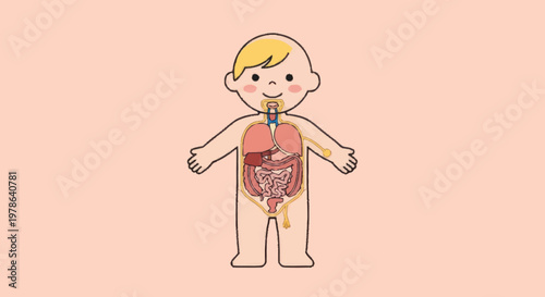 Illustration of a childs internal anatomy and organs.