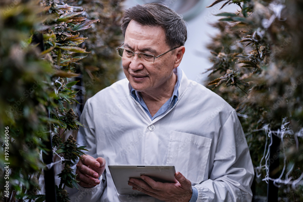 Fototapeta premium A researcher inspects cannabis plants in a high tech indoor facility, using digital technology for data analysis. Advancements in medical cannabis are shaping the future of sustainable cultivation.
