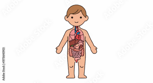 Cartoon illustration of a childs internal organs and skeletal system.