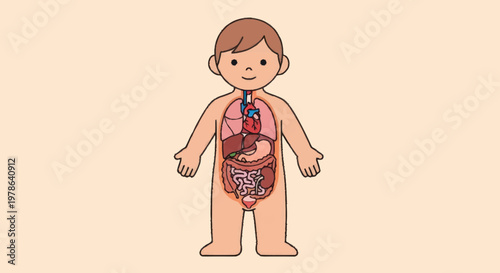 Illustration of a childs internal organs and skeletal system.