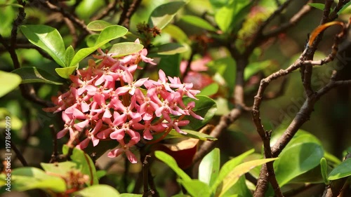  Pink Ixora flower