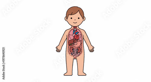 Cute cartoon child anatomy illustration showing internal organs.