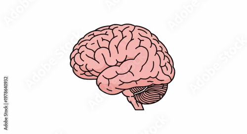 Human Brain Anatomy Illustration.