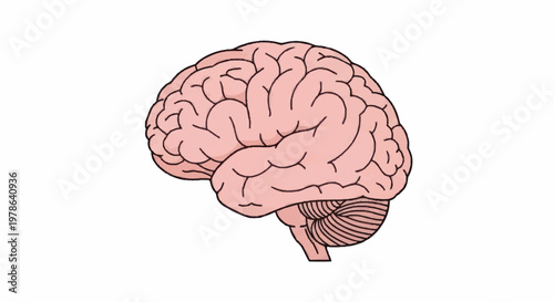 Human Brain Anatomy Illustration Isolated White Background.