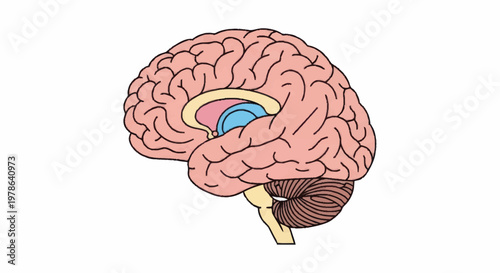 Illustration of the Human Brain Anatomy and Structure.