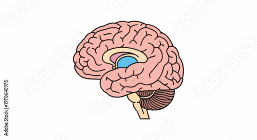 Detailed illustration of the human brain anatomy and its parts.