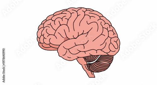 Illustration of a human brain with cerebellum and brainstem.