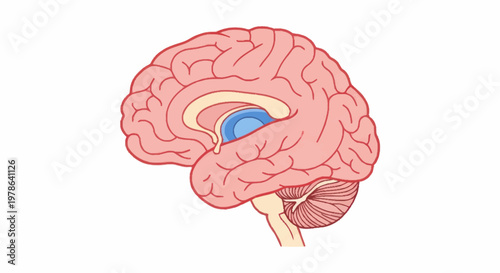 Detailed illustration of the human brain anatomy and structure.