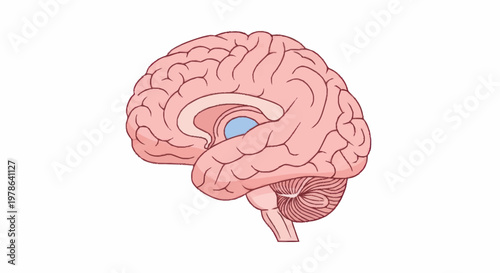 Detailed illustration of the human brain anatomy.