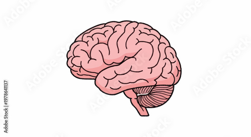 Human Brain Anatomy Illustration Medical Science Concept.