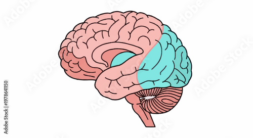 Human Brain Anatomy Illustration Showing Different Lobes.
