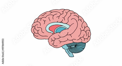 Human Brain Anatomy Detailed Medical Illustration.