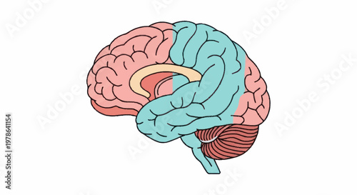 Human Brain Anatomy Illustration Showing Lobes and Cerebellum.