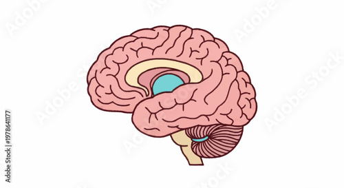 Detailed illustration of the human brain anatomy in profile view.