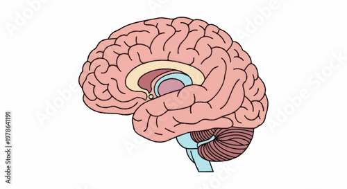 Detailed illustration of the human brain anatomy and structure.