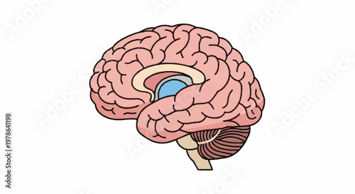 Human Brain Anatomy Illustration Medical Science.