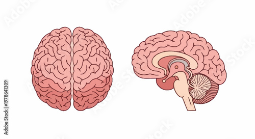 Human Brain Anatomy Top View and Side View Illustration.