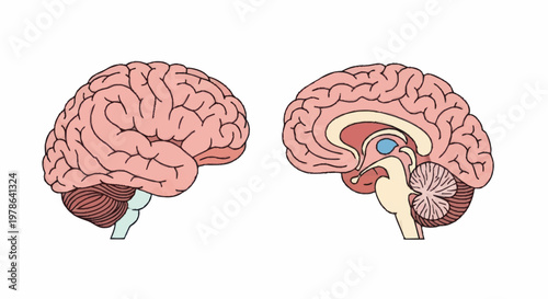 Human Brain Anatomy Side Views Illustration.