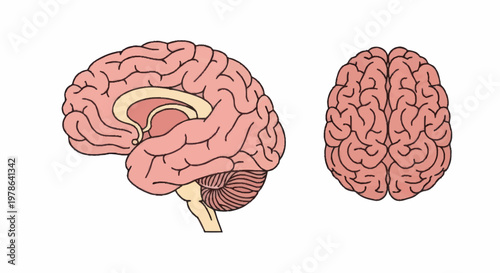 Human Brain Anatomy Side and Top View Illustration.