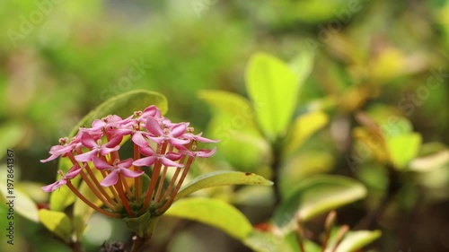  Pink Ixora flower