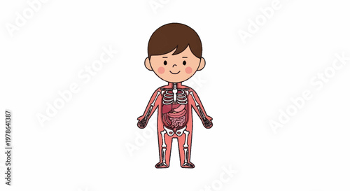 Cartoon illustration of a child showing internal skeletal and muscular system.