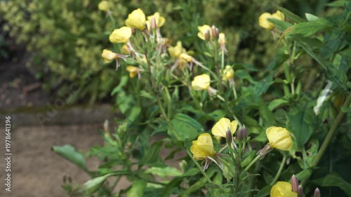 Vibrant yellow flowers and buds of a common evening-primrose bloom in a botanical garden. This close-up of Oenothera biennis highlights medicinal stem with blossoms against a soft blurred backdrop. 