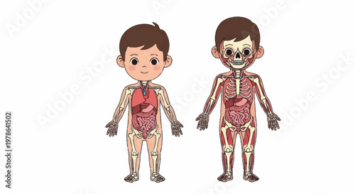 Childrens Anatomy Illustration Showing Skeletal and Muscular Systems.