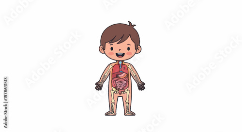 Cute Cartoon Child Anatomy Illustration Showing Internal Organs.