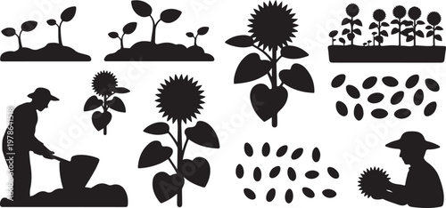Sunflower farming harvest, growth, seeds, and field process black silhouettes collection. Silhouette  vector illustration with out background.