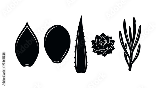 Succulent leaf shapes including round thick leaves, pointed succulent leaves, spiky aloe leaves, layered rosette leaves, elongated