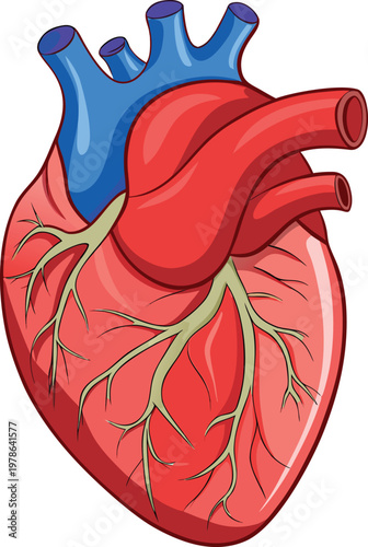 Anatomically correct human heart diagram, realistic structure with visible chambers and vascular connections, high-resolution vector artwork, clean and minimal composition, isolated on white backgroun