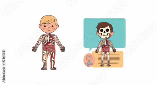 Childrens Anatomy Illustration Showing Skeleton and Organs.