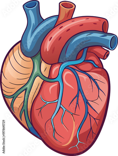 Anatomically correct human heart diagram, realistic structure with visible chambers and vascular connections, high-resolution vector artwork, clean and minimal composition, isolated on white backgroun